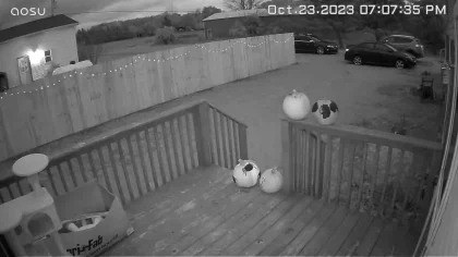 Obrazek #1 z Agnieszka Maciuk