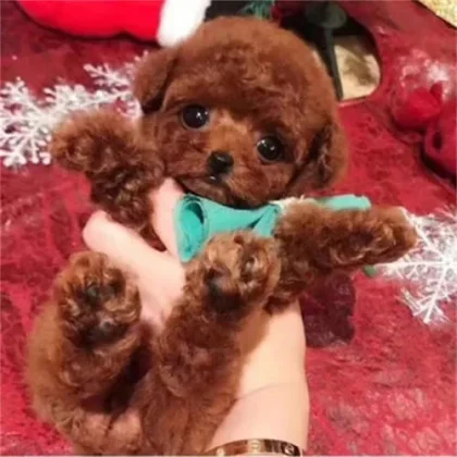 Obrazek #1 z Tadeusz Kordoń