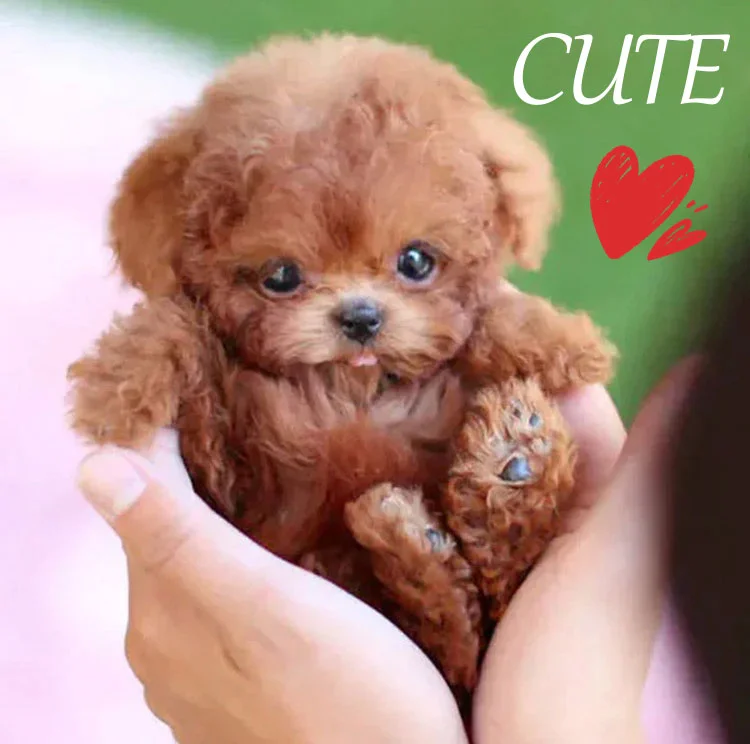 realistyczny interaktywny szczeniak robot – miękka pluszowa zabawka (1+1 gratis)