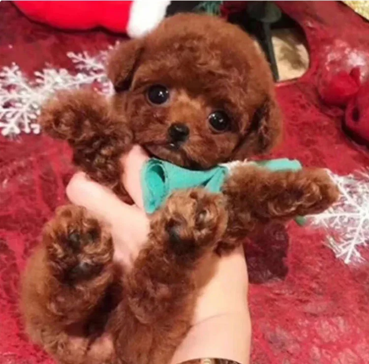 realistyczny interaktywny szczeniak robot – miękka pluszowa zabawka (1+1 gratis)