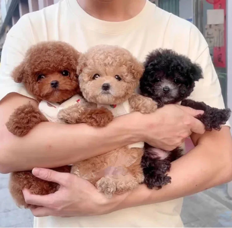 realistyczny interaktywny szczeniak robot – miękka pluszowa zabawka (1+1 gratis)