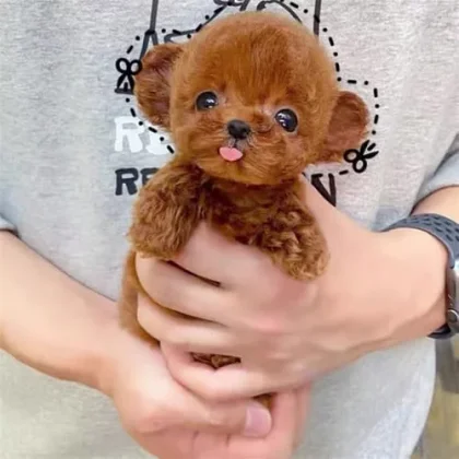 Obrazek #1 z Bogumił Biardzki