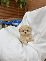 Obrazek #1 z marek pera